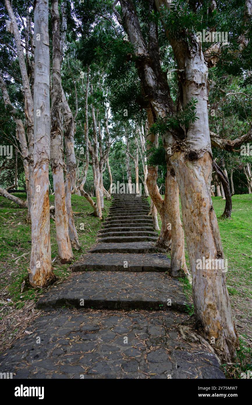 Path To Alexandra Falls With Stairs Lined With Eucalyptus Or Paper Path To Alexandra Falls With Stairs Lined With Eucalyptus Or Paper
