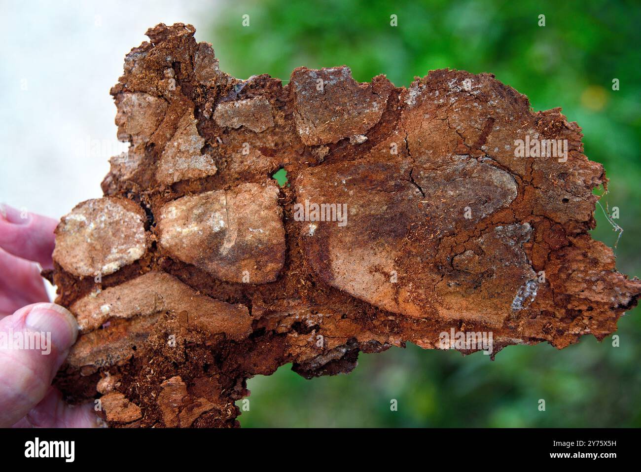 The typewriter bark beetle, scientific name Ips typographus, is the ...