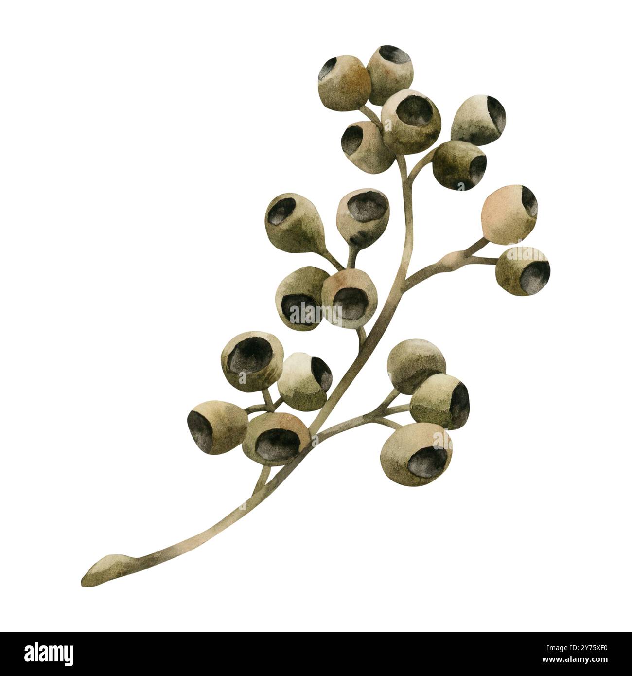 olivenbäume im kübel 2x Olivenbaum 80–100 cm Olea europaea – Echter Olivenbaum, Mediterrane –  Blumen-Senf® main image 0