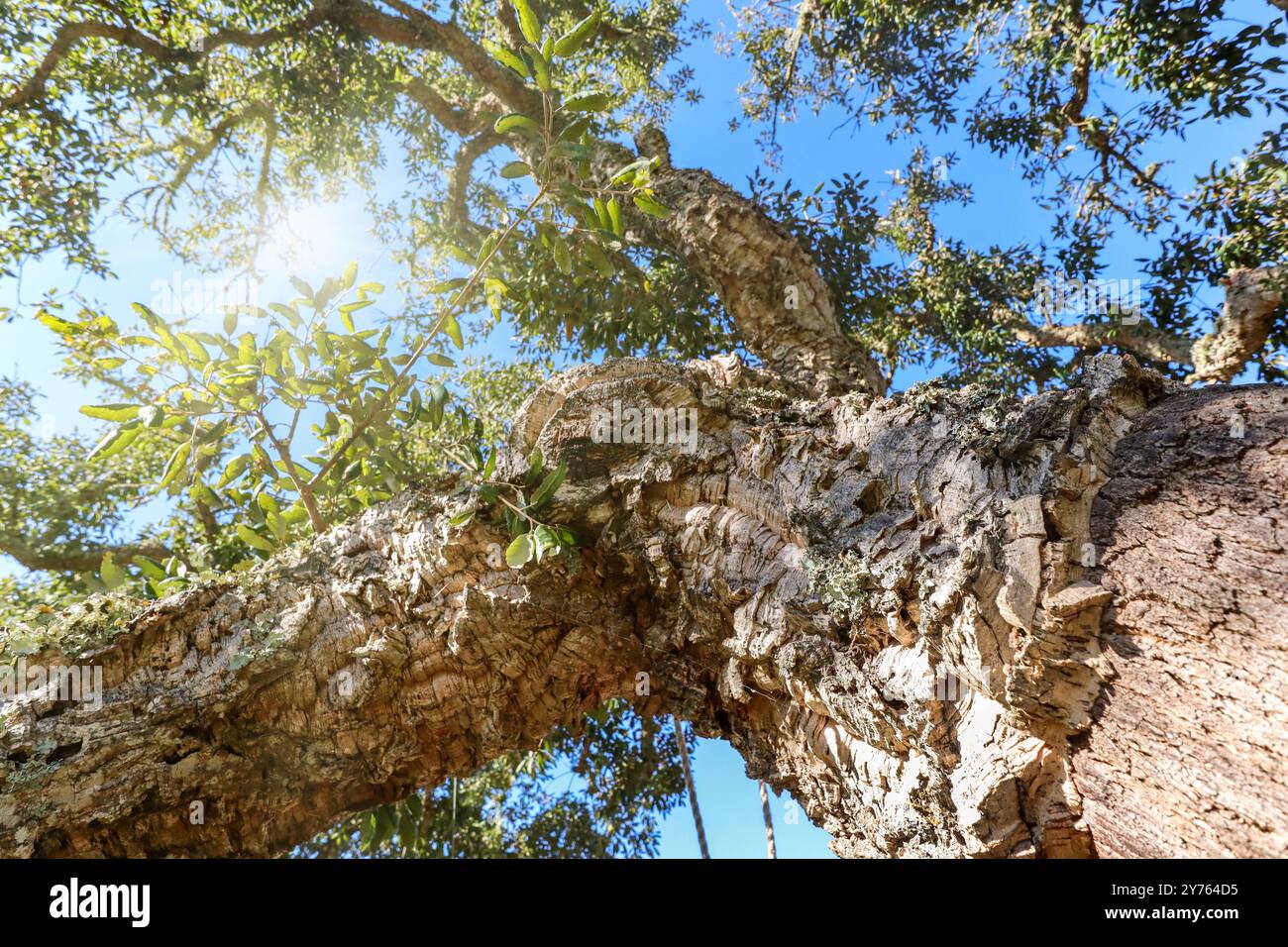Old Cork oak tree (Quercus suber) in evening sun, Alentejo Portugal Europe Stock Photo