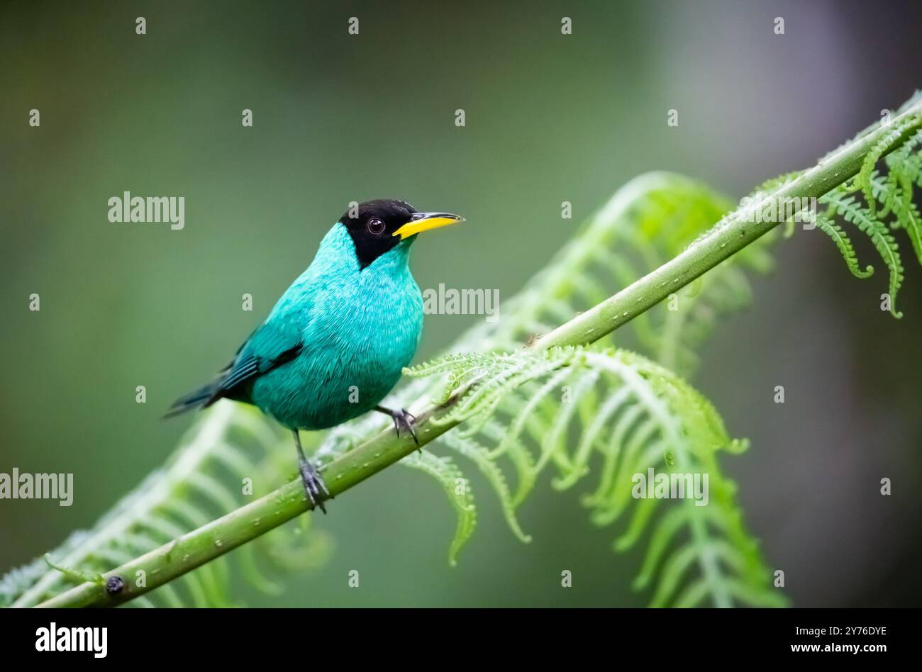 Green Honeycreeper Chlorophanes Spiza Of Costa Rica Stock Photo Alamy