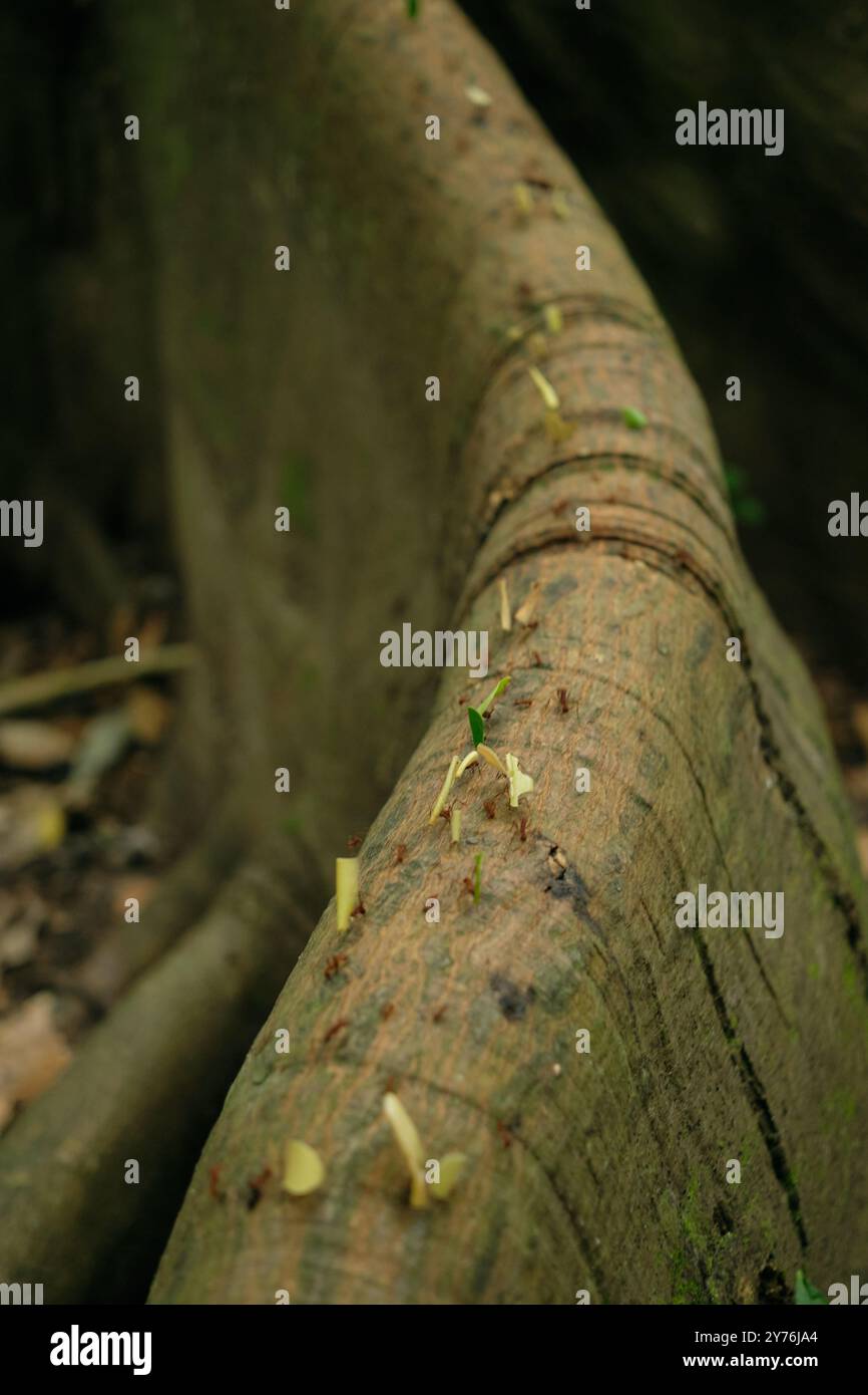 Transporting tree root hi-res stock photography and images - Alamy