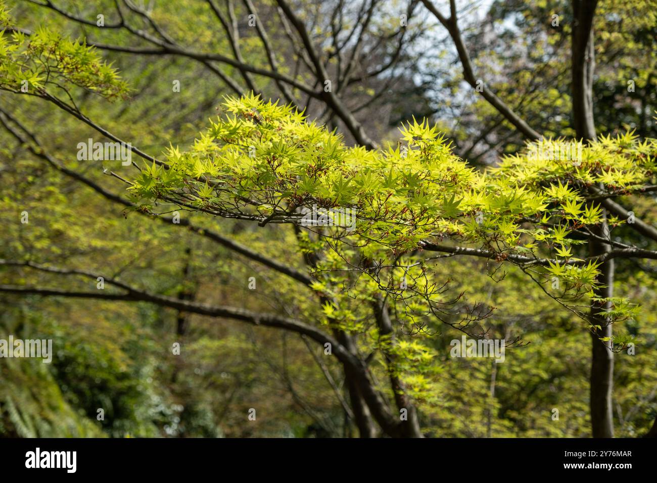Maple Tree Spring Time Maple Acer palmatum tree foliage, Spring green leaves, Japanese garden ...