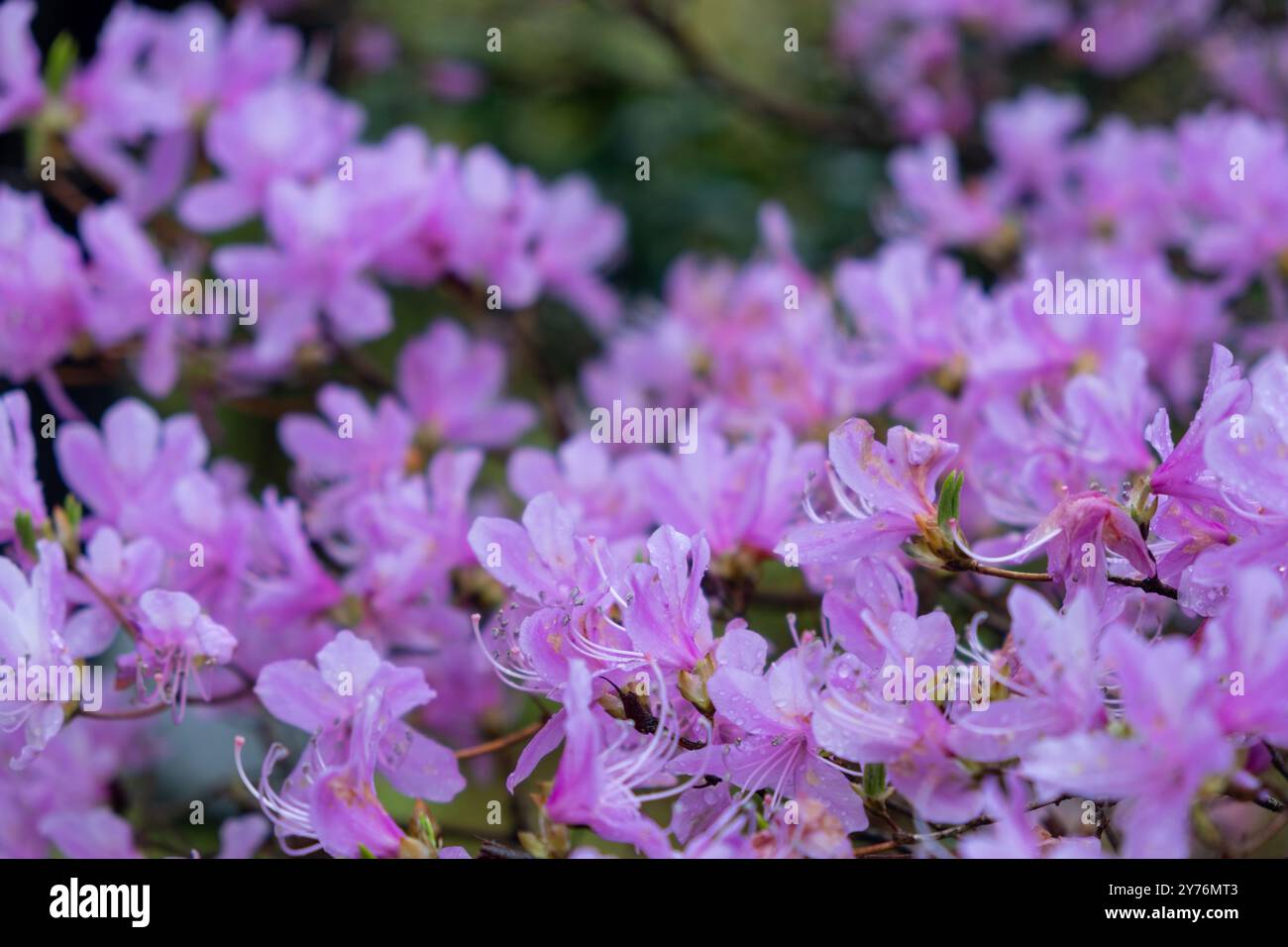 Blooming rhododendron japonicum, Japanese azalea bright pink purple ...