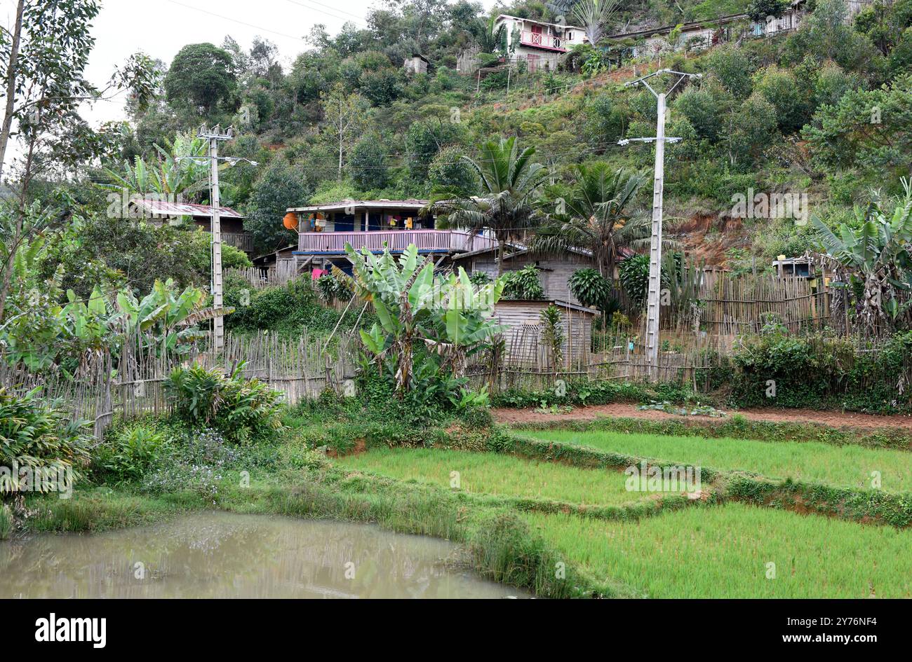 Madagascar Rual Andasibe, rural municipality. Traditional wood house next to rice field ...