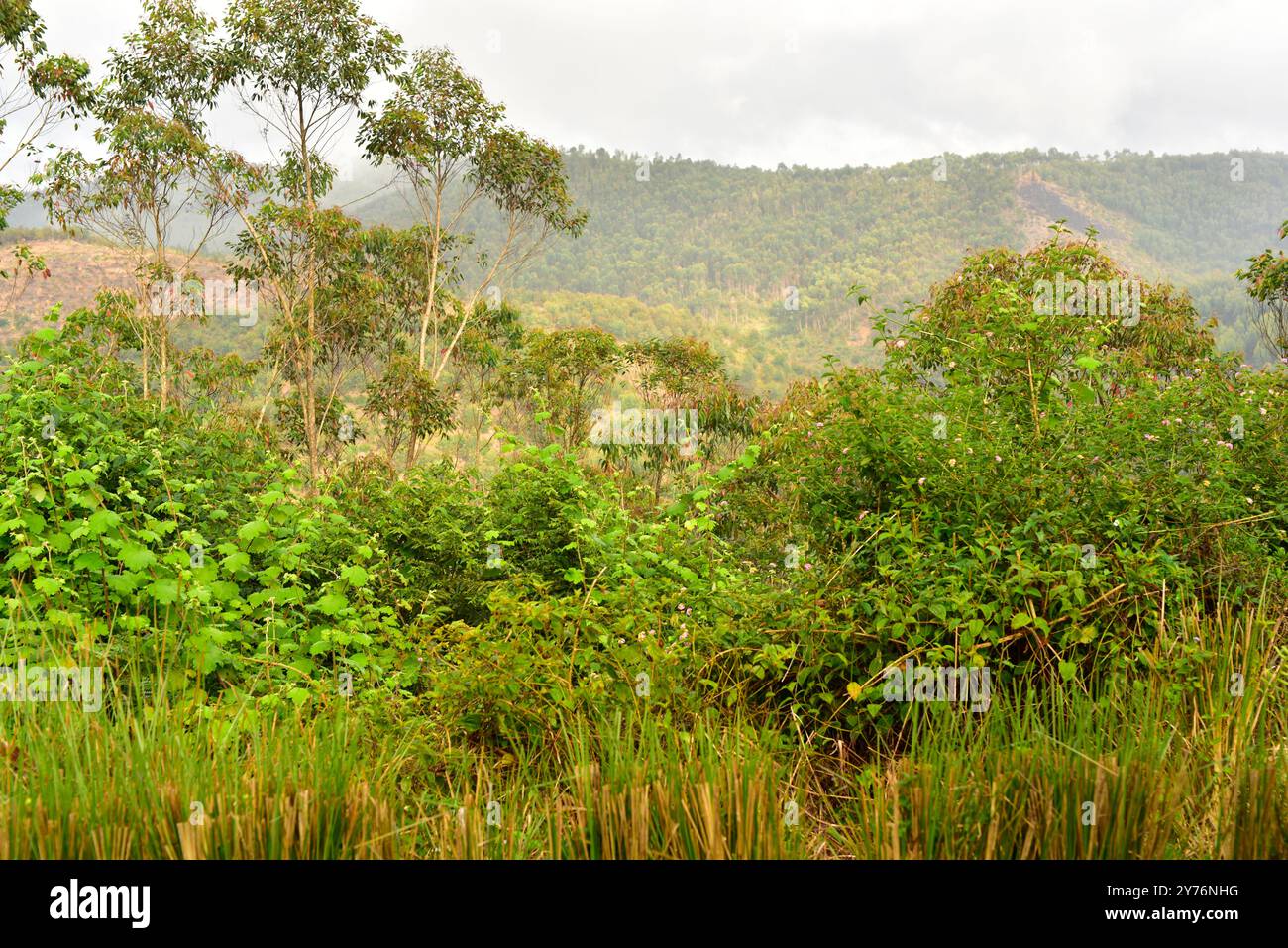 Madagascar Rual Andasibe, rural municipality. Mountains reforested with eucalyptus ...