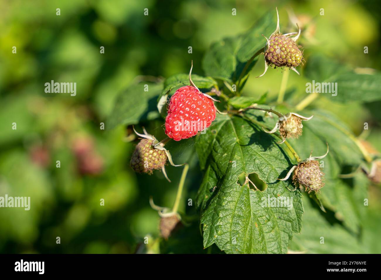 Raspberry leaves berries hanging hi-res stock photography and images ...