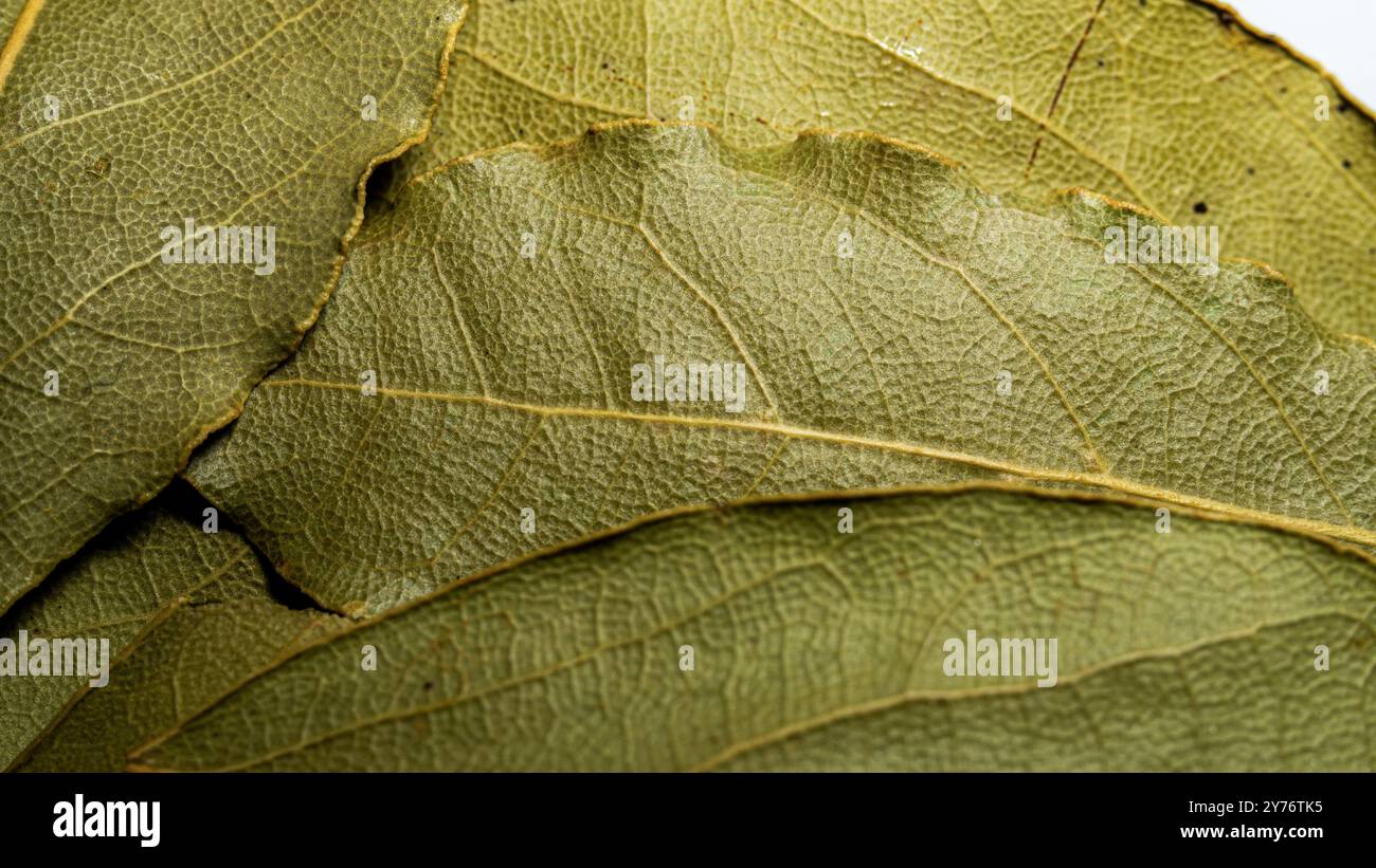 Bay laurel leaves macro photo Stock Photo