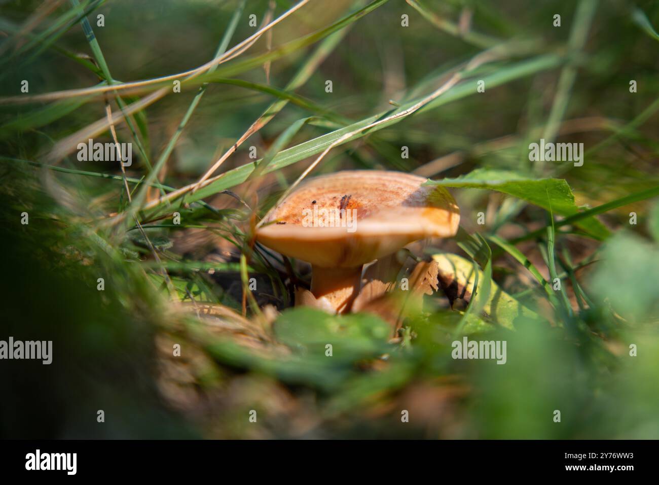 Micelio- el nuevo material de construcción sostenible | MujerInTime, image size:1300x956
