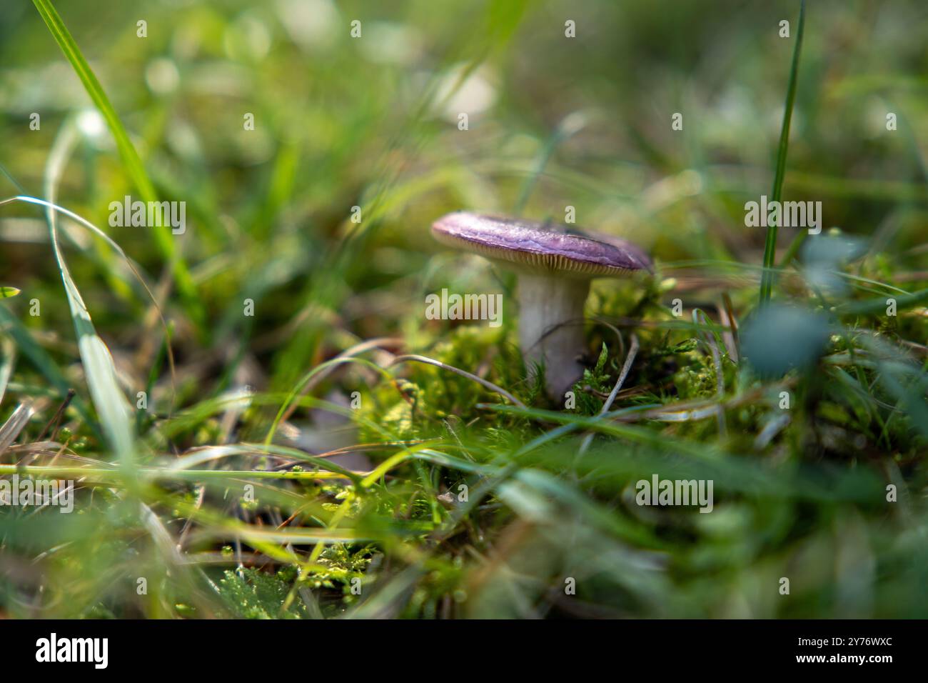 Micotectura: ladrillos a partir de hongos y residuos orgánicos, image size:1300x956