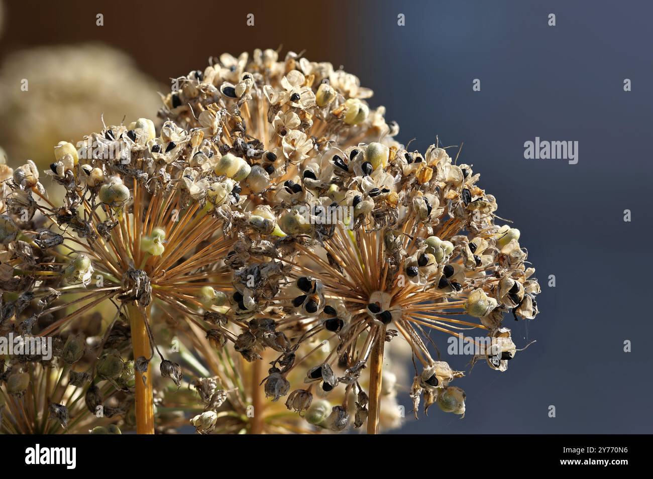 the dry capsules with the black seeds of allium Stock Photo