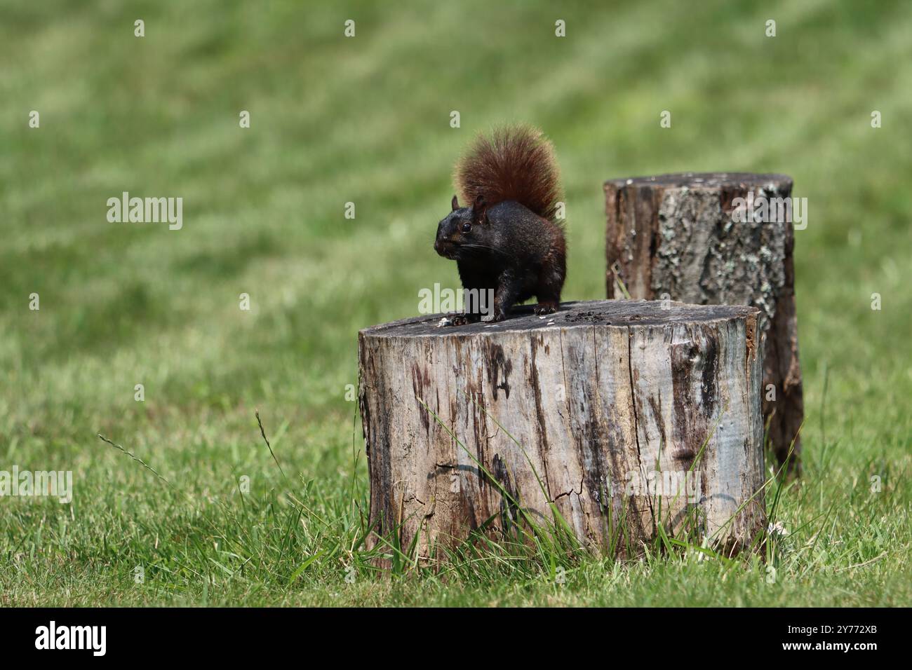 A tree squirrel sitting on a tree stump Stock Photo