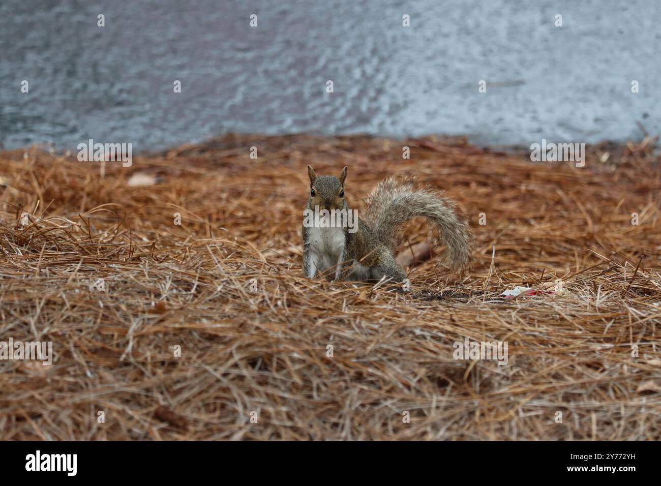 Adorable tree squirrel sitting on the ground Stock Photo