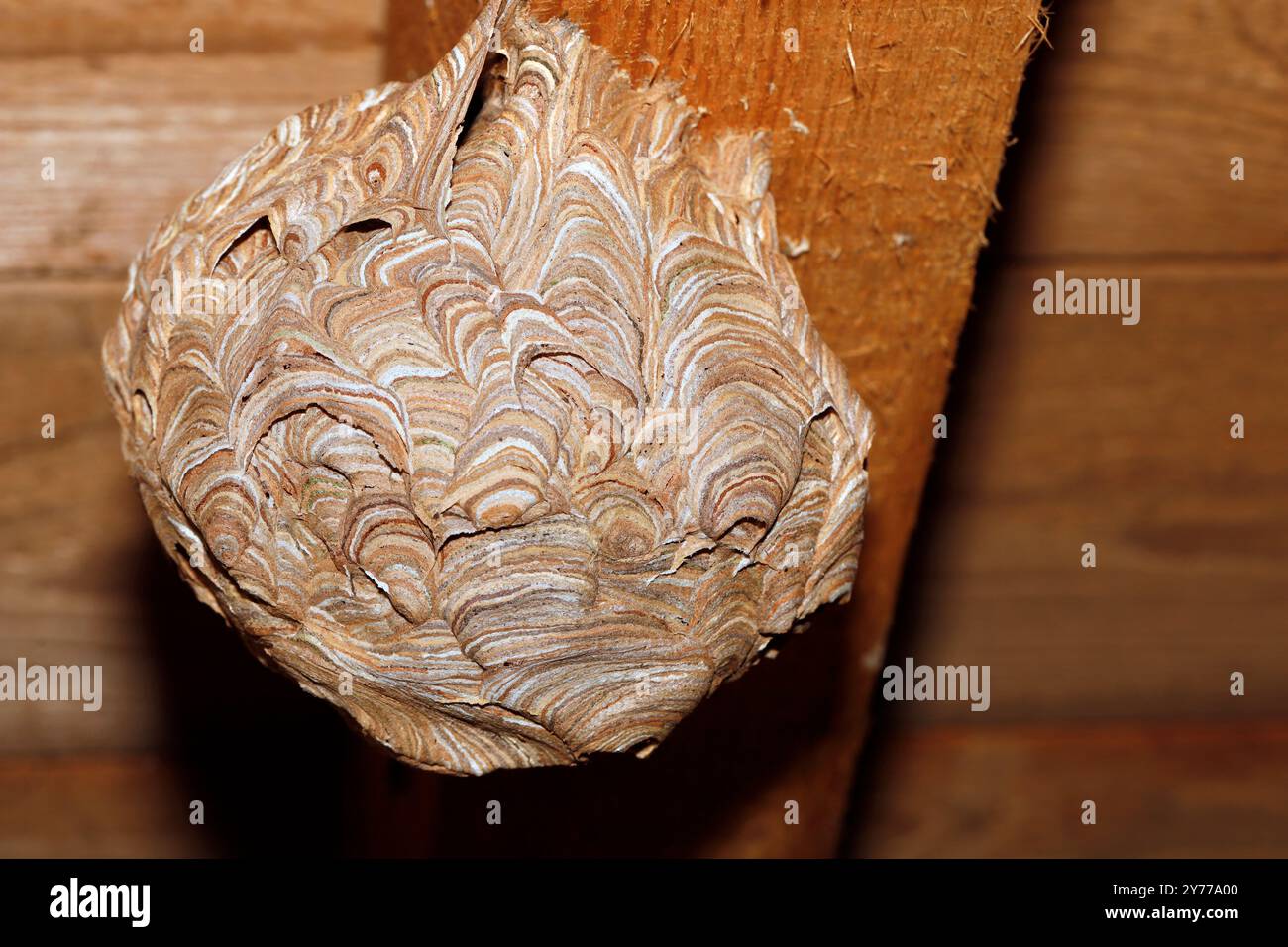 whole round wasp nest under the roof on the attic beam, paper nest of the european wasp, vespula germanica Stock Photo