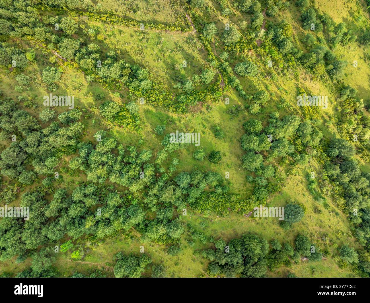 Bosque abierto hi-res stock photography and images - Alamy