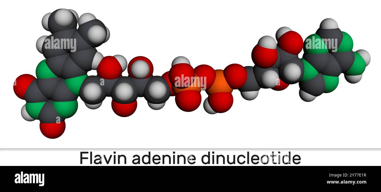 Flavin adenine dinucleotide, FAD molecule. Essential redox-active coenzyme involved in energy production and metabolism. Molecular model. 3D rendering Stock Photo