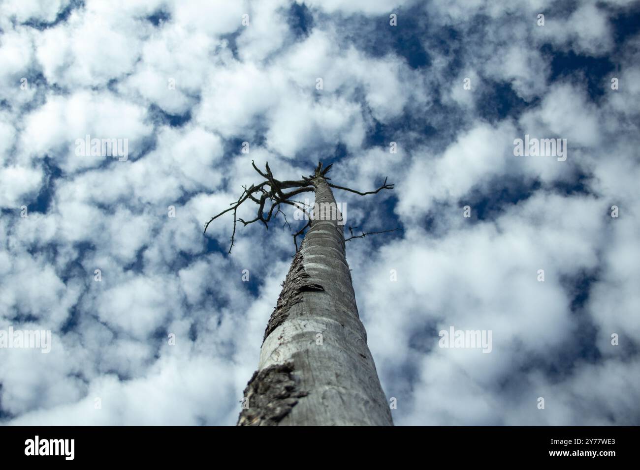 Tall tree reaching towards the cloudy sky Stock Photo - Alamy