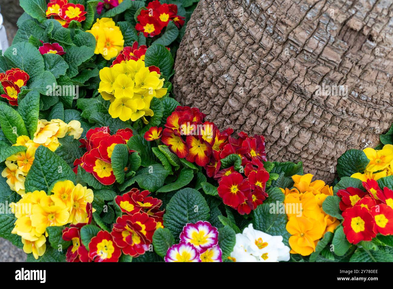 Primrose tree hi-res stock photography and images - Alamy