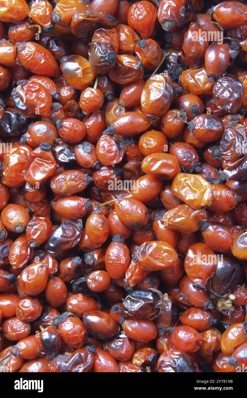 Dried medicinal rose hips, red berries of the wild rose useful Stock Photo
