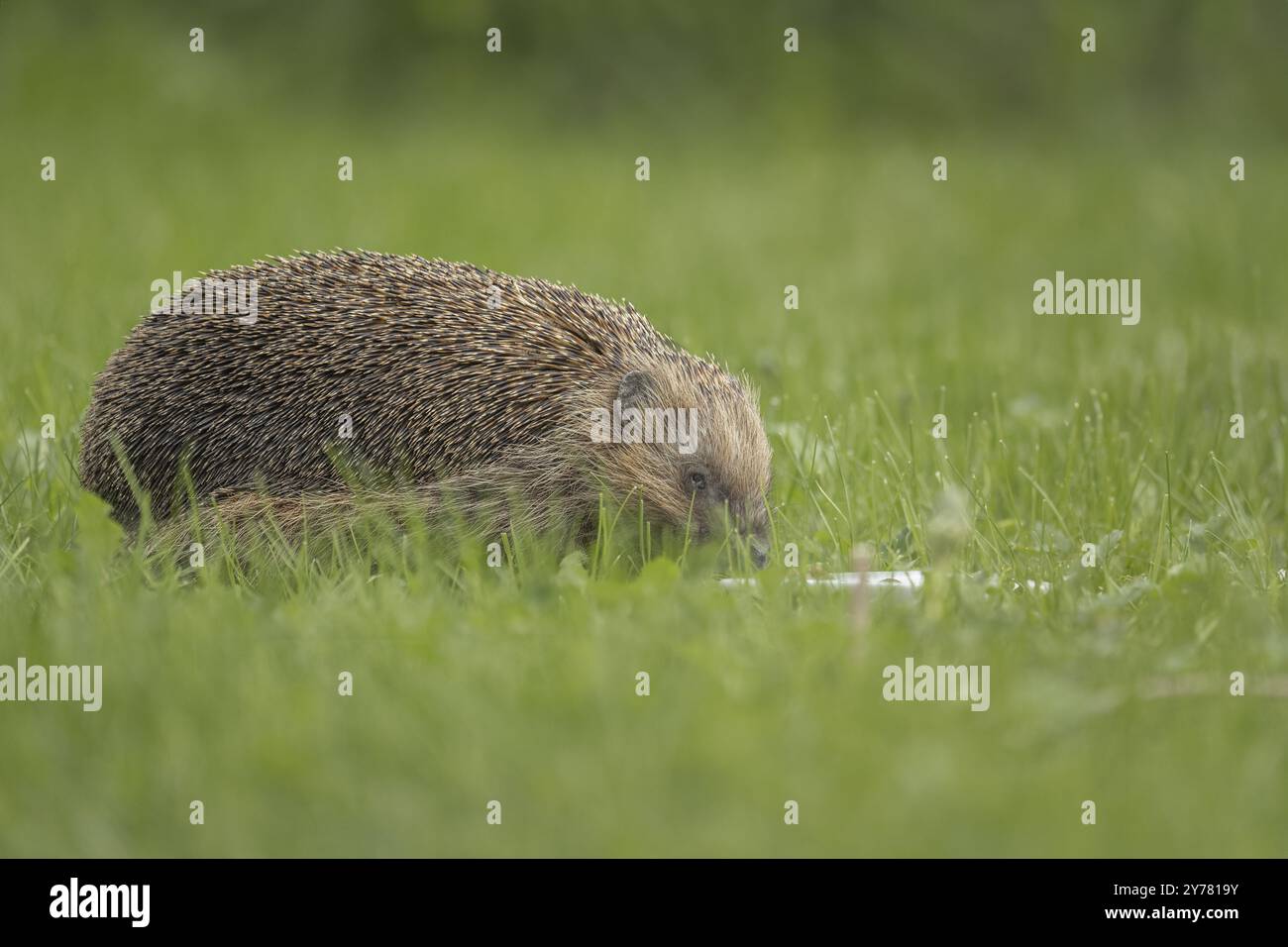 European hedgehog (Erinaceus europaeus), standing in a green meadow during the day and eating from a small bowl, eye diseased, profile view, well-fed Stock Photo