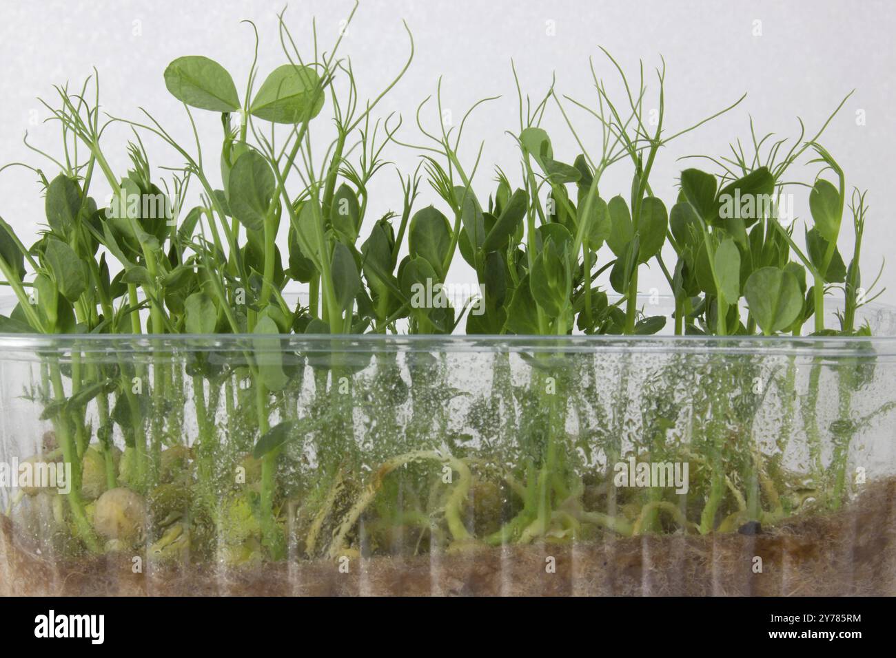 Peas of microgreens growing in a plastic container Stock Photo