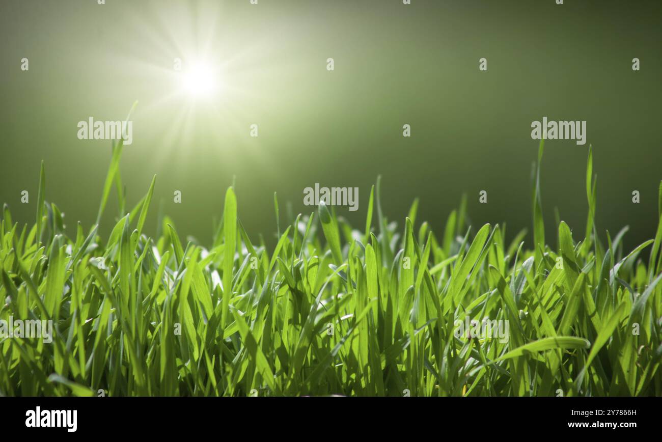 Green grass natural background with selective focus Stock Photo