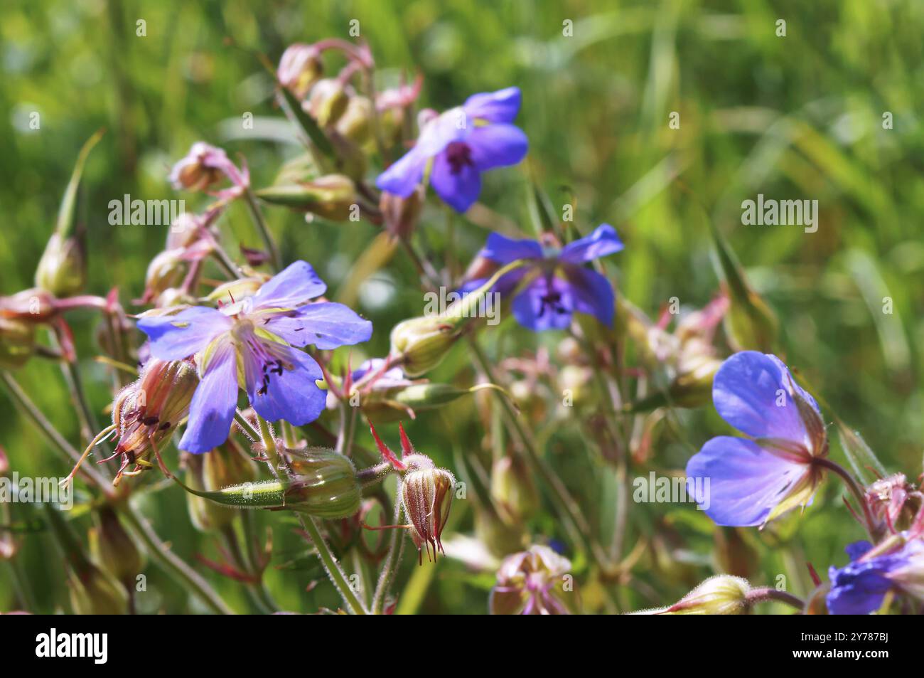 Blue beautiful flowers, a little field of blue flowers Stock Photo - Alamy