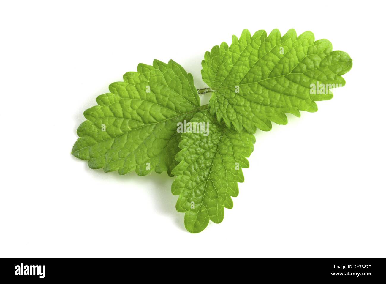 Fresh mint leaves on white background, isolated green leaves of fragrant plant for cocktails and gourmet dishes Stock Photo