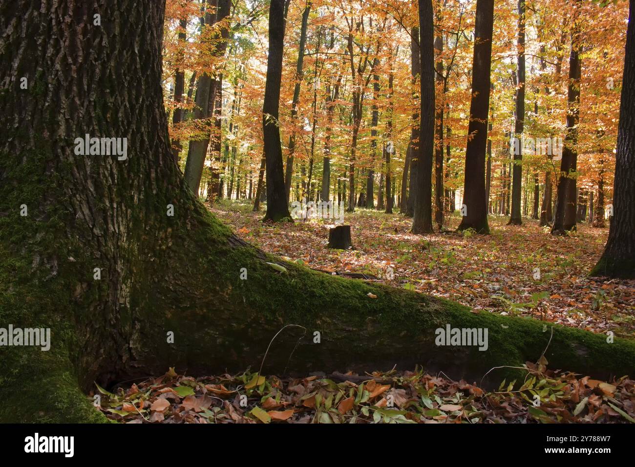 Root See The root of the tree behind which you can see the autumn forest with ...