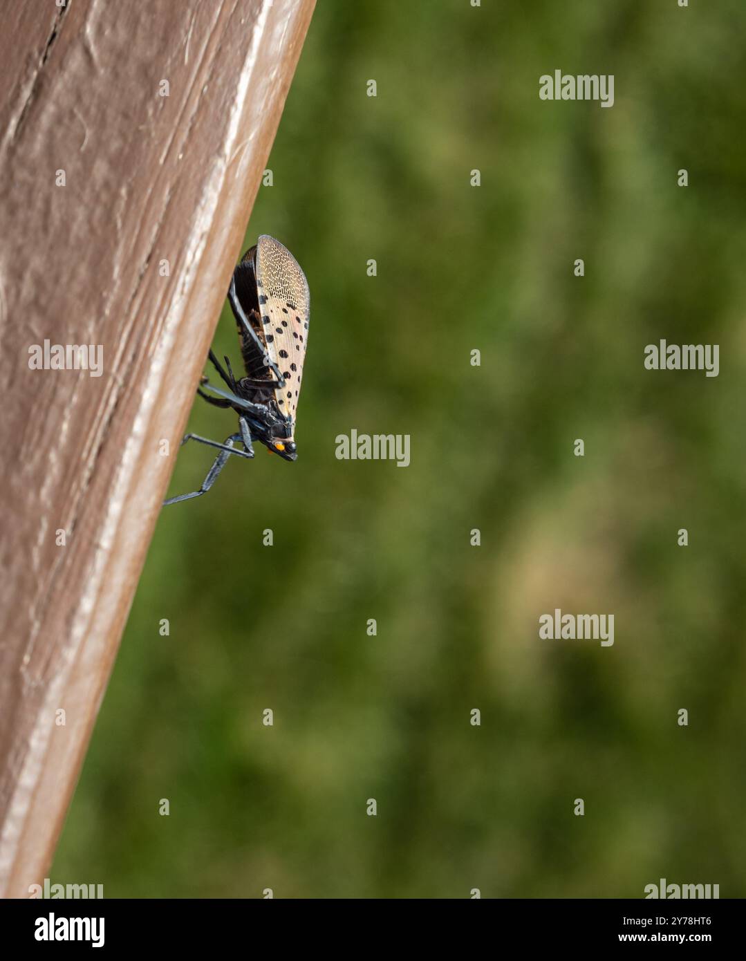 A detailed side view of the invasive lantern fly against a vibrant green backdrop, highlighting the insect’s unique colors and patterns in a natural s Stock Photo