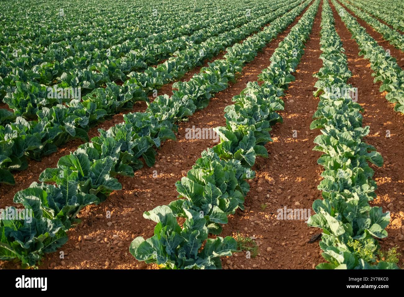 Spring field of cabbage rows, close-up Stock Photo