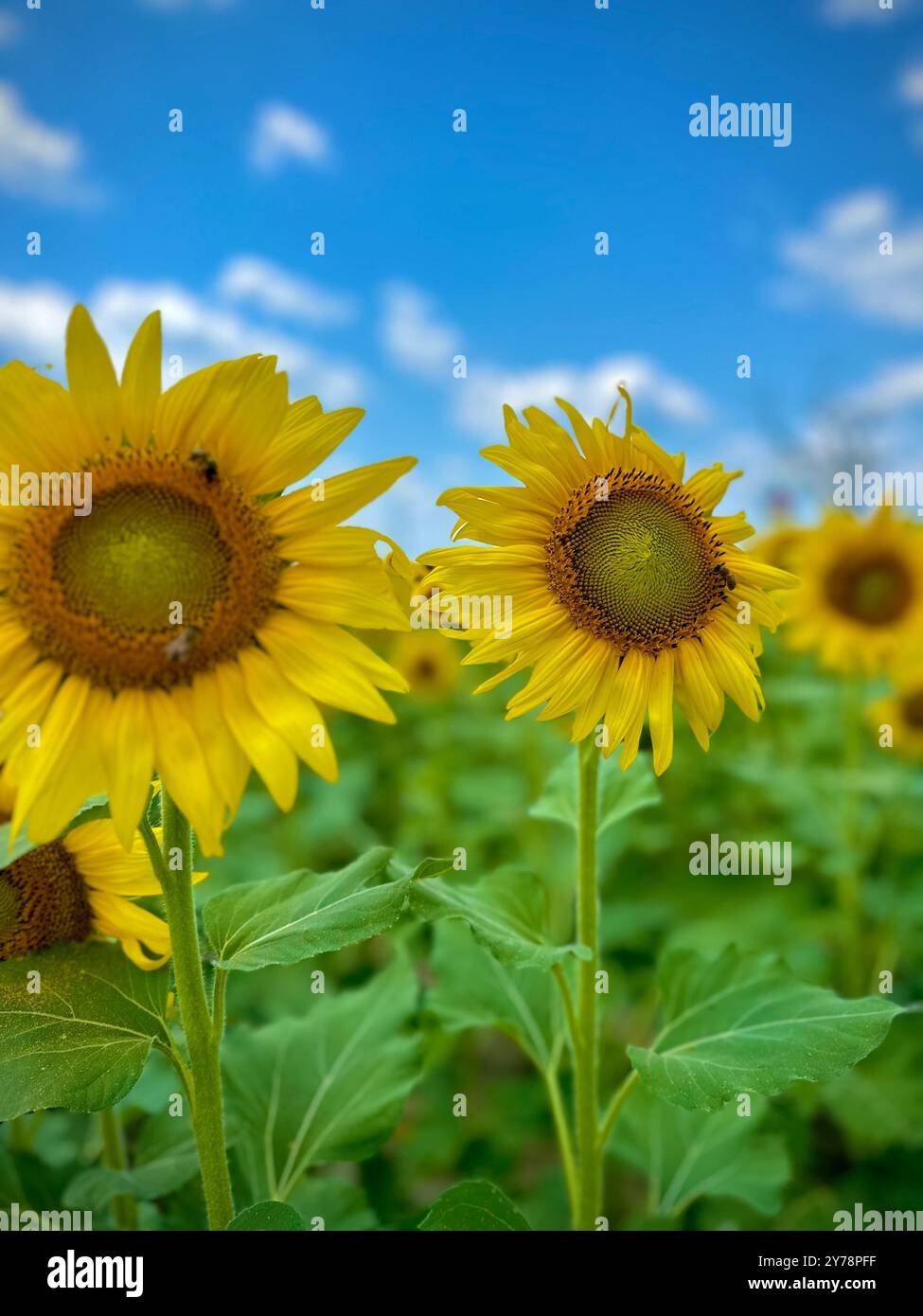 Sunflower in field agriculture hi res stock photography and images Alamy