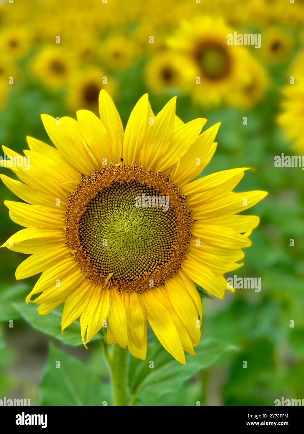 Sunflower field in Hebron, Maryland on the Eastern Shore - Smartphone Captured Stock Image