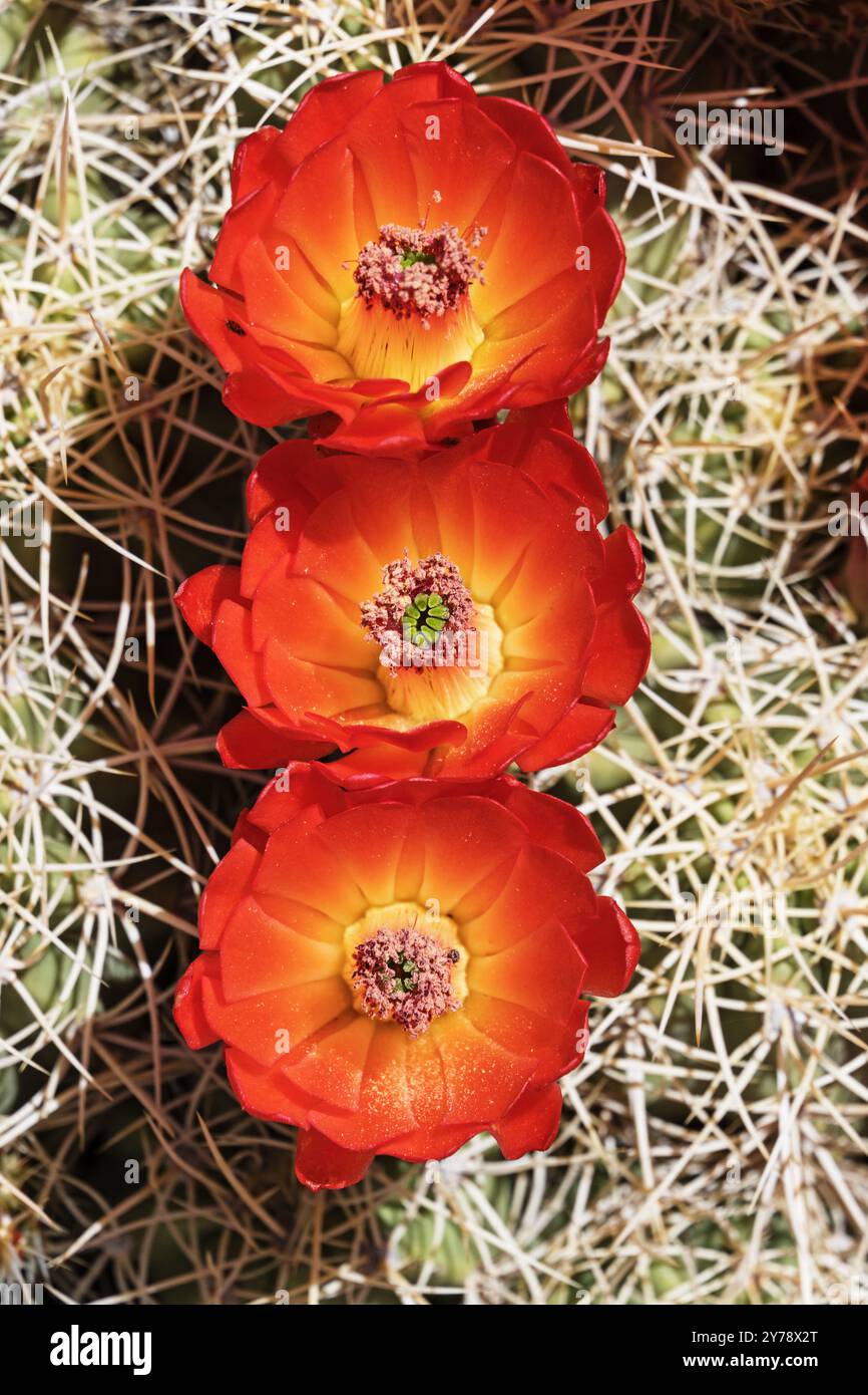 mammillaria cactus Mammillaria zeilmanniana 'Rose Pincushion Cactus' main image 0