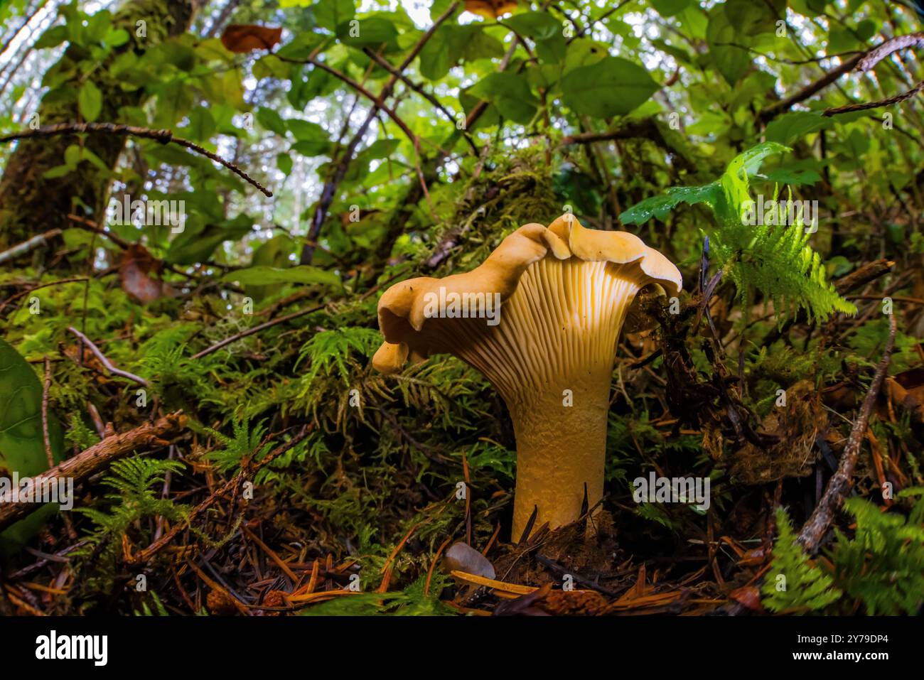 Golden Chanterelle, Cantharellus cibarius, mushroom in second-growth Douglas Fir forest on Olympic Peninsula, Washington State, USA Stock Photo