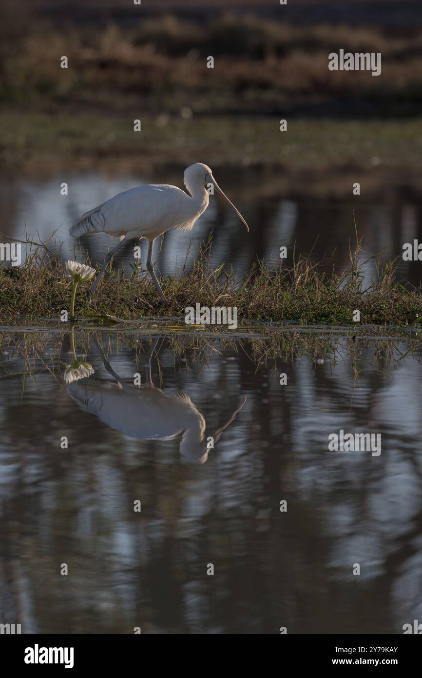 A portrait of a single Yellow-billed spoonbill hunts along the edge of ...