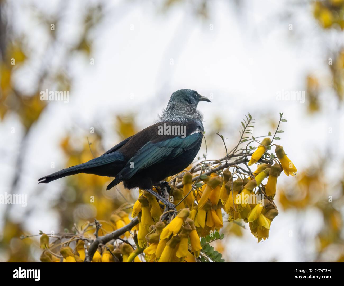 Tui bird perched on a kowhai branch full of yellow flowers. Stock Photo