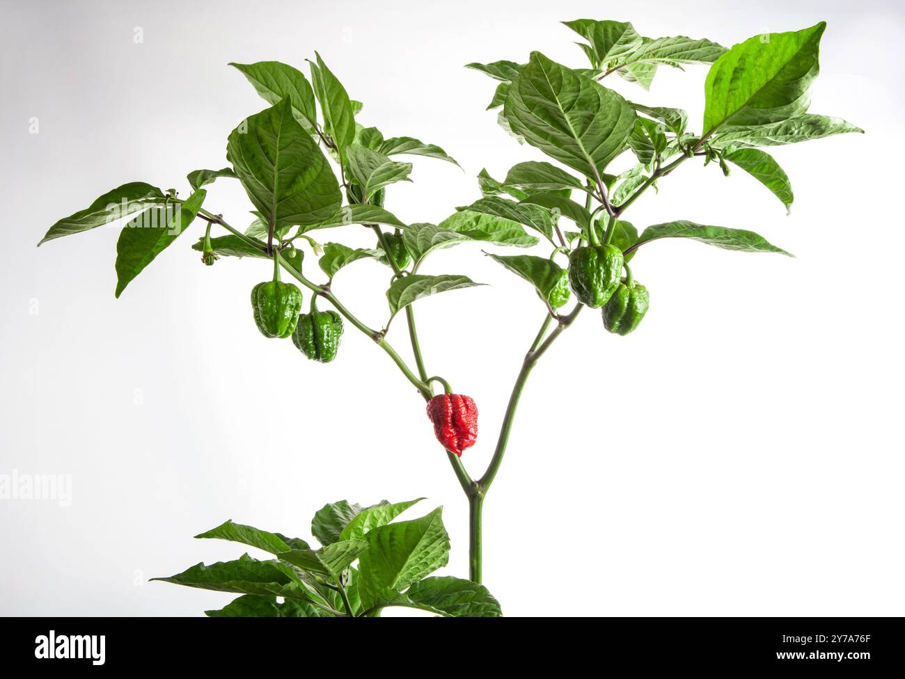 Ped Carolina Reaper peppers plants with ripe and unripe fruit. Green and  ped peppers on bush. Is a variety of chili pepper have a heat rating of  1,150 Stock Photo - Alamy