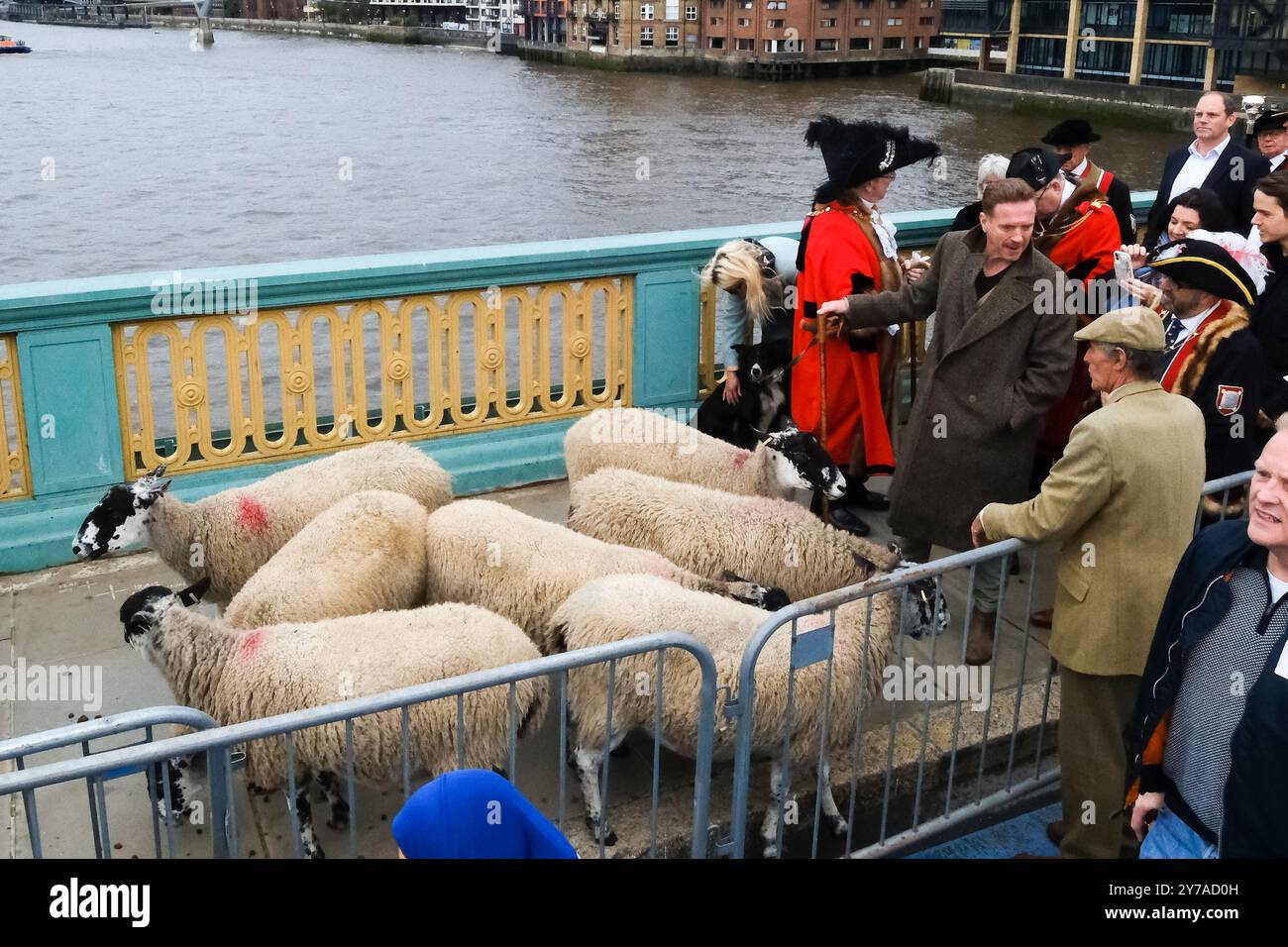 Sheep drive and livery fair hi-res stock photography and images - Alamy