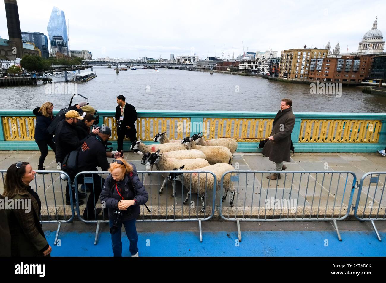 Sheep drive and livery fair hi-res stock photography and images - Alamy