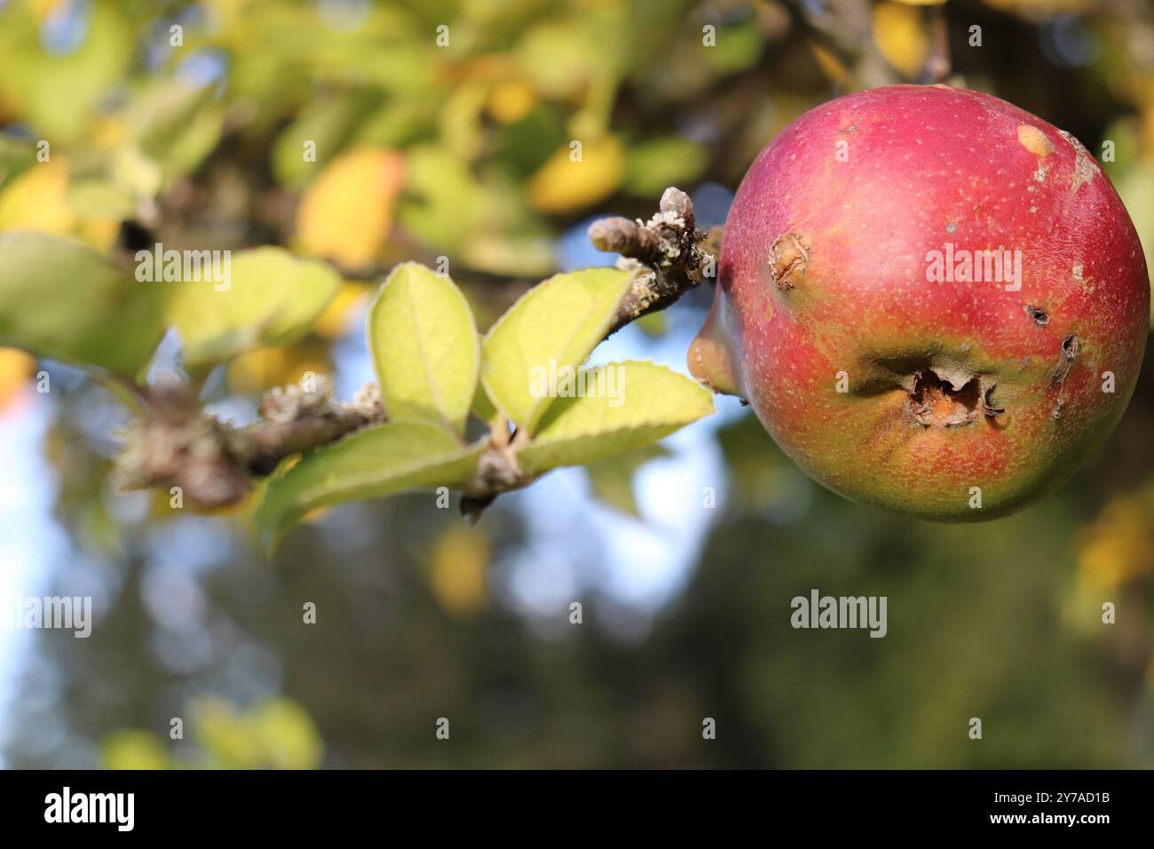 Ernten einer ernte hi-res stock photography and images - Alamy
