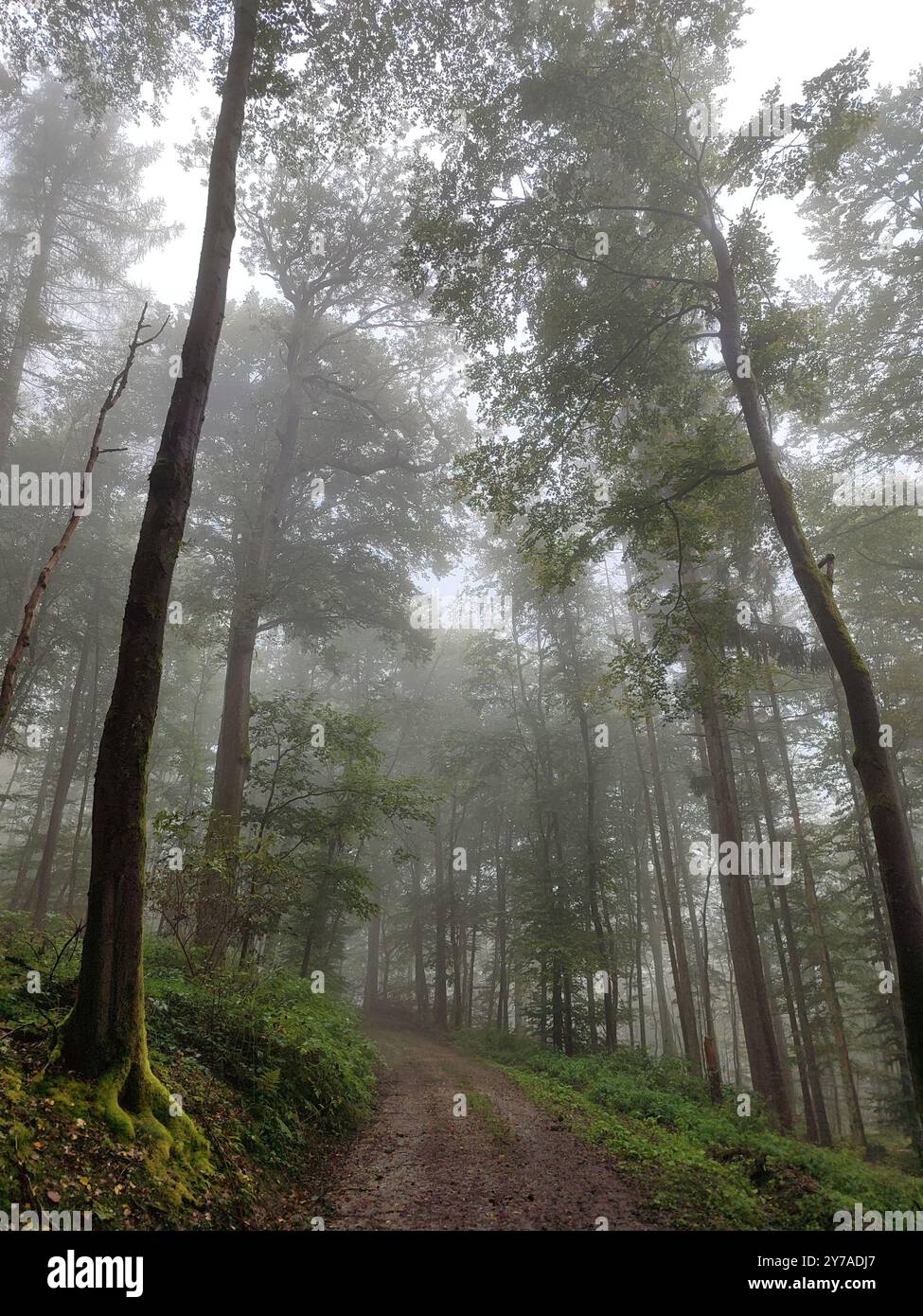 Ein Waldweg im Nebel Stock Photo