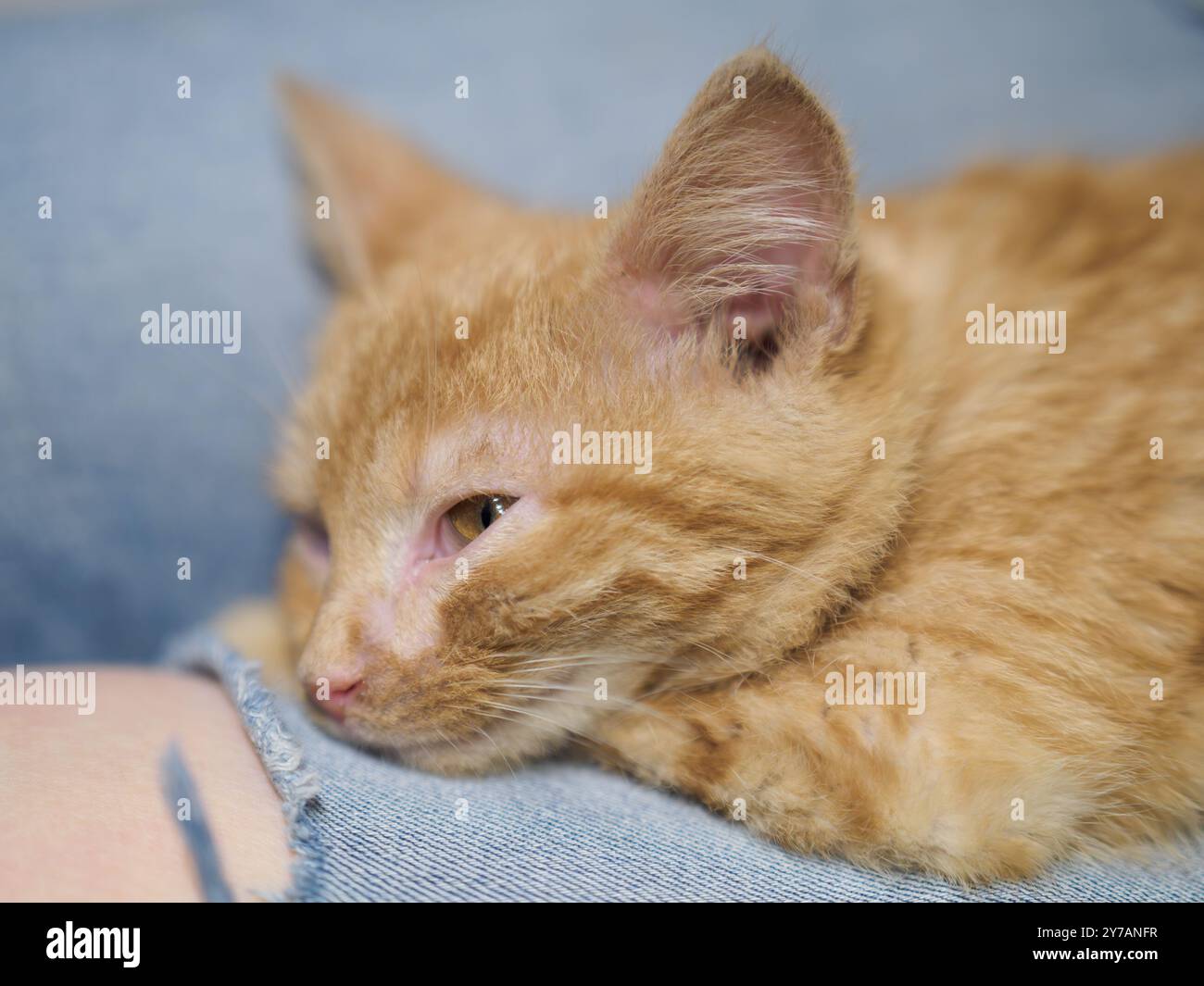 Little ginger kitten resting on lap. Blurry background. Stock Photo