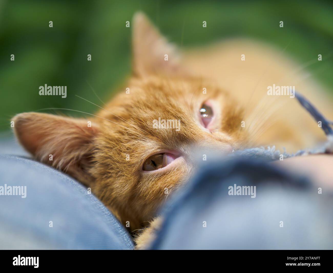 Little ginger kitten sleeping on lap. Blurry background. Stock Photo