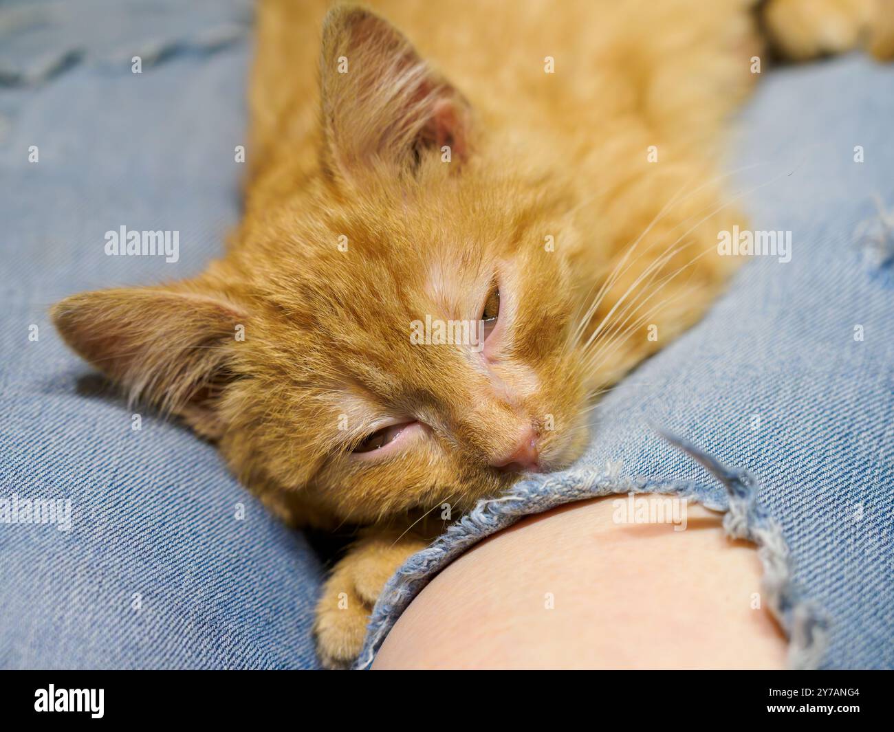 Little ginger kitten sleeping on lap. Blurry background. Stock Photo