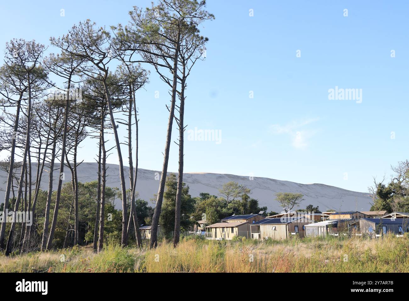 Ecological disaster: Pine forest destroyed by the major fires of July 2022 around the Dune du Pilat in Gironde in the southwest of France. More than t Stock Photo