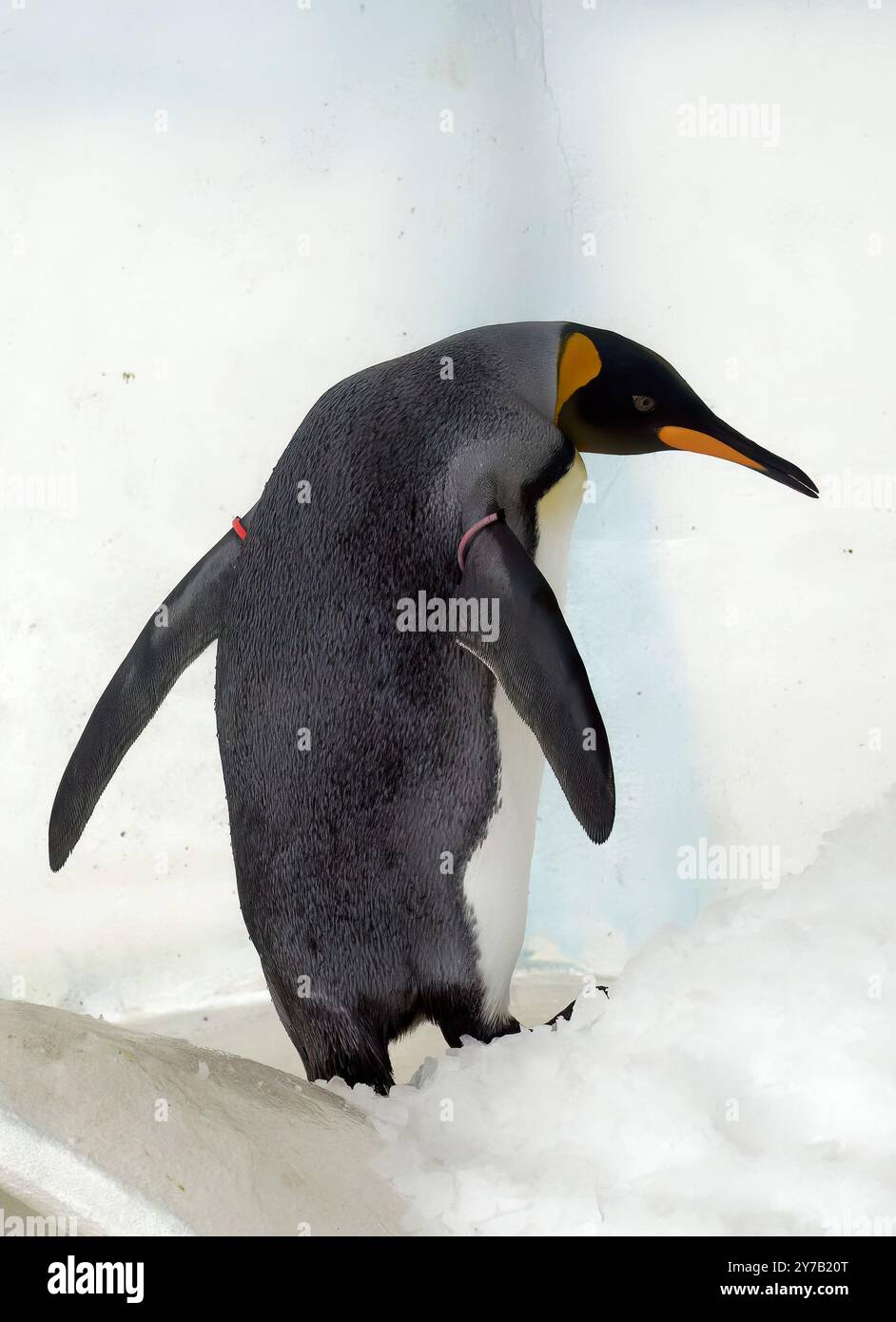 King penguin, Königspinguin, Manchot royal, Aptenodytes patagonicus — free download