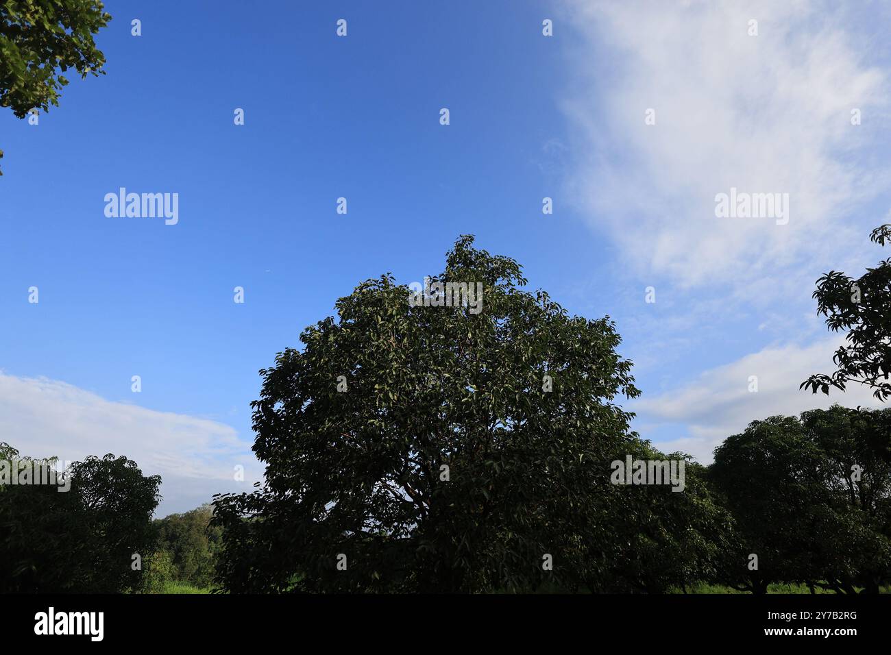 What is the rule of thirds in photography hi-res stock photography and ...