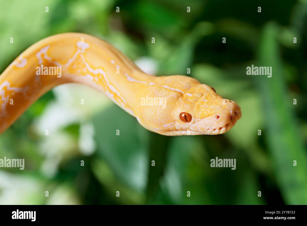 Lavender Tiger Albino python snake closeup outdoor Stock Photo