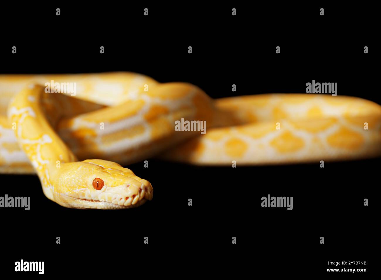 Lavender Tiger Albino python in studio isolated on black Stock Photo